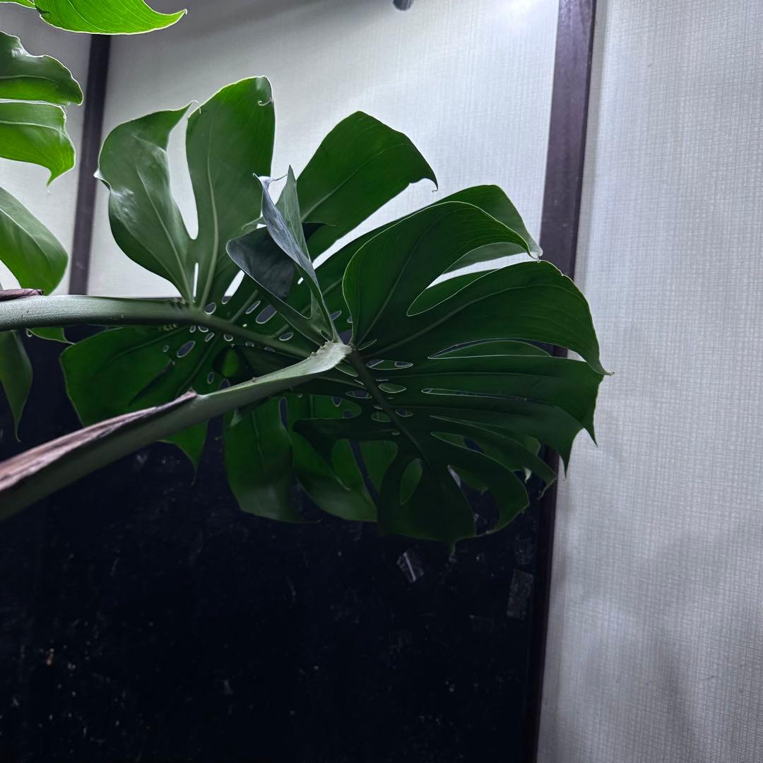 Remnモンステラデリシオーサマクロコズム超希少系統鉢植え102㎝