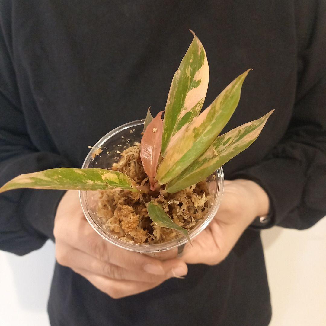 超絶希少 フィロデンドロン キャラメルマーブル ファイヤータイガー