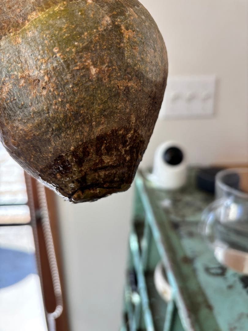 グラキリス　ベアルート