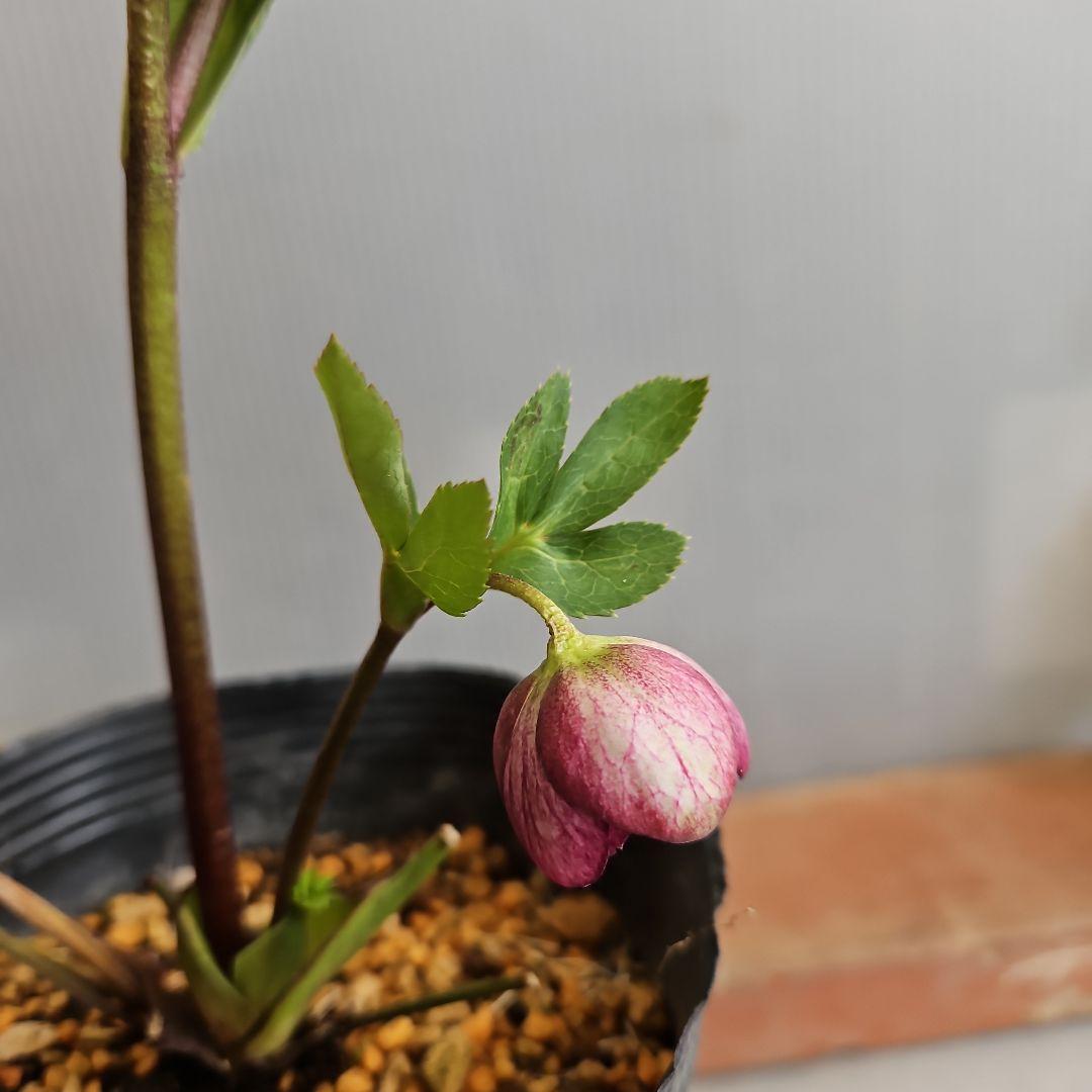 ✿㉖-271クリスマスローズ