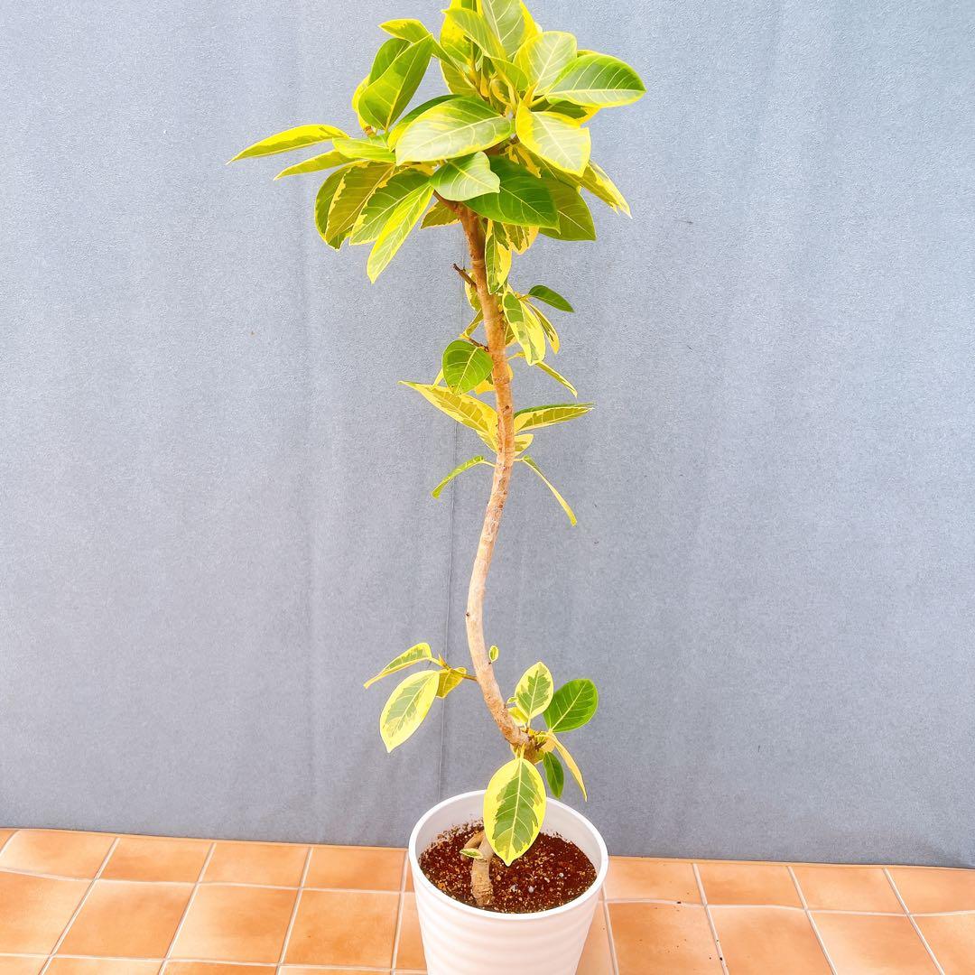 現品　フィカス　ゴムの木　アルテシマ　曲がり　　5番　特大　インテリアグリーン