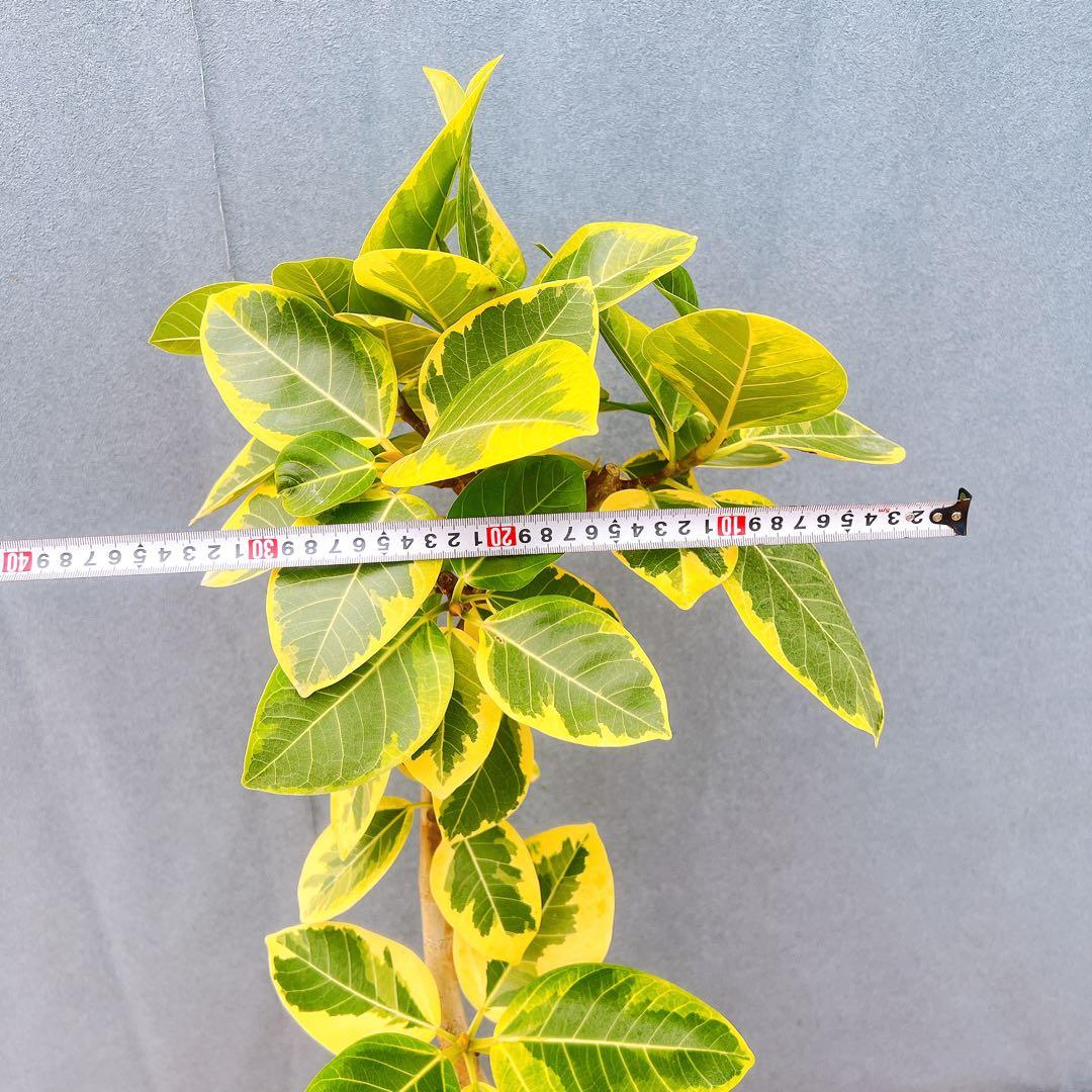 現品　フィカス　ゴムの木　アルテシマ　曲がり　　5番　特大　インテリアグリーン