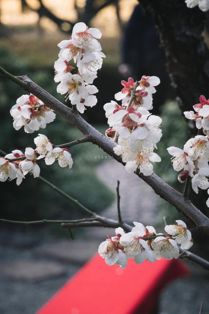 極彩色の中望遠！Carl zeiss Sonnar 100mm F3.5 MMJ