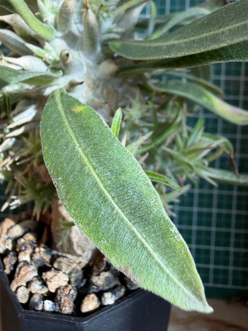 グラキリス 特殊！？ 実生