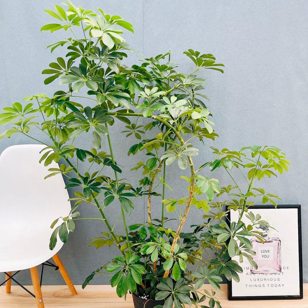 ［現品］G シェフレラ　ホンコンカポック　曲がり　7号　観葉植物　室内　大型