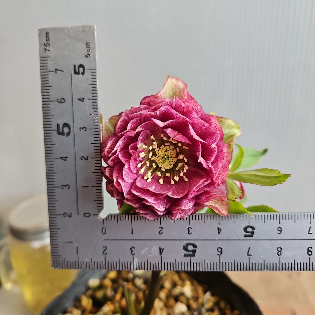 ㉖-484クリスマスローズ