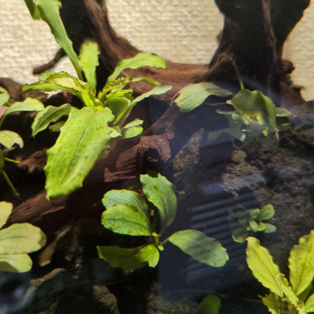 ブセファランドラ　写真のものすべて　水中葉　引退出品