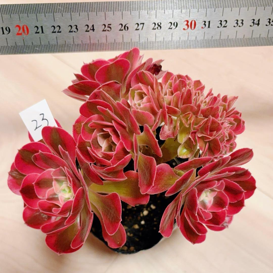 23 #多肉植物アエオニウム錦❤️ピンクウィッチセッカ❤️15cm 拔き苗