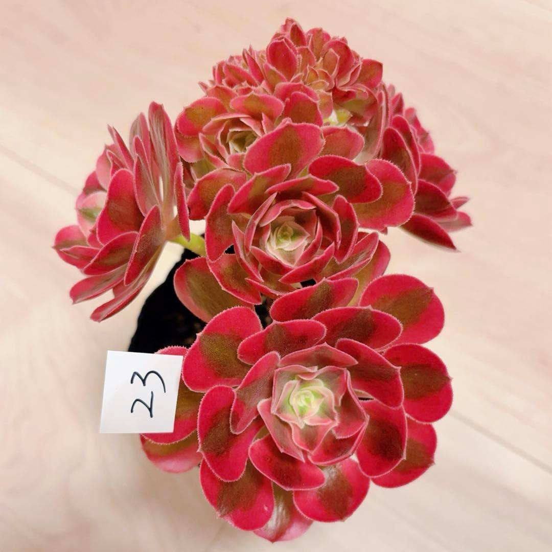 23 #多肉植物アエオニウム錦❤️ピンクウィッチセッカ❤️15cm 拔き苗