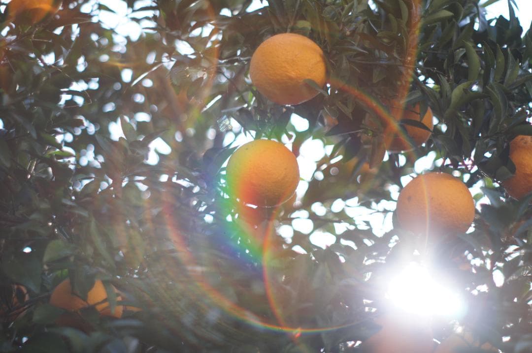 【整備済完動品】Super Takumar 55mm F/1.8 後期型