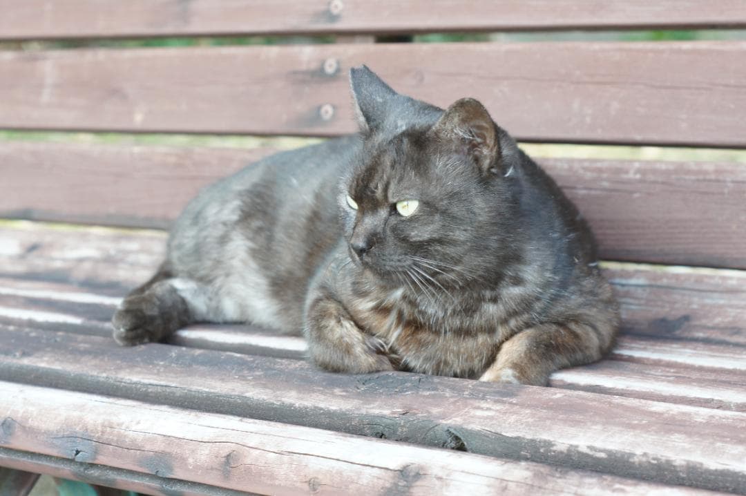 【整備済完動品】Super Takumar 55mm F/1.8 後期型