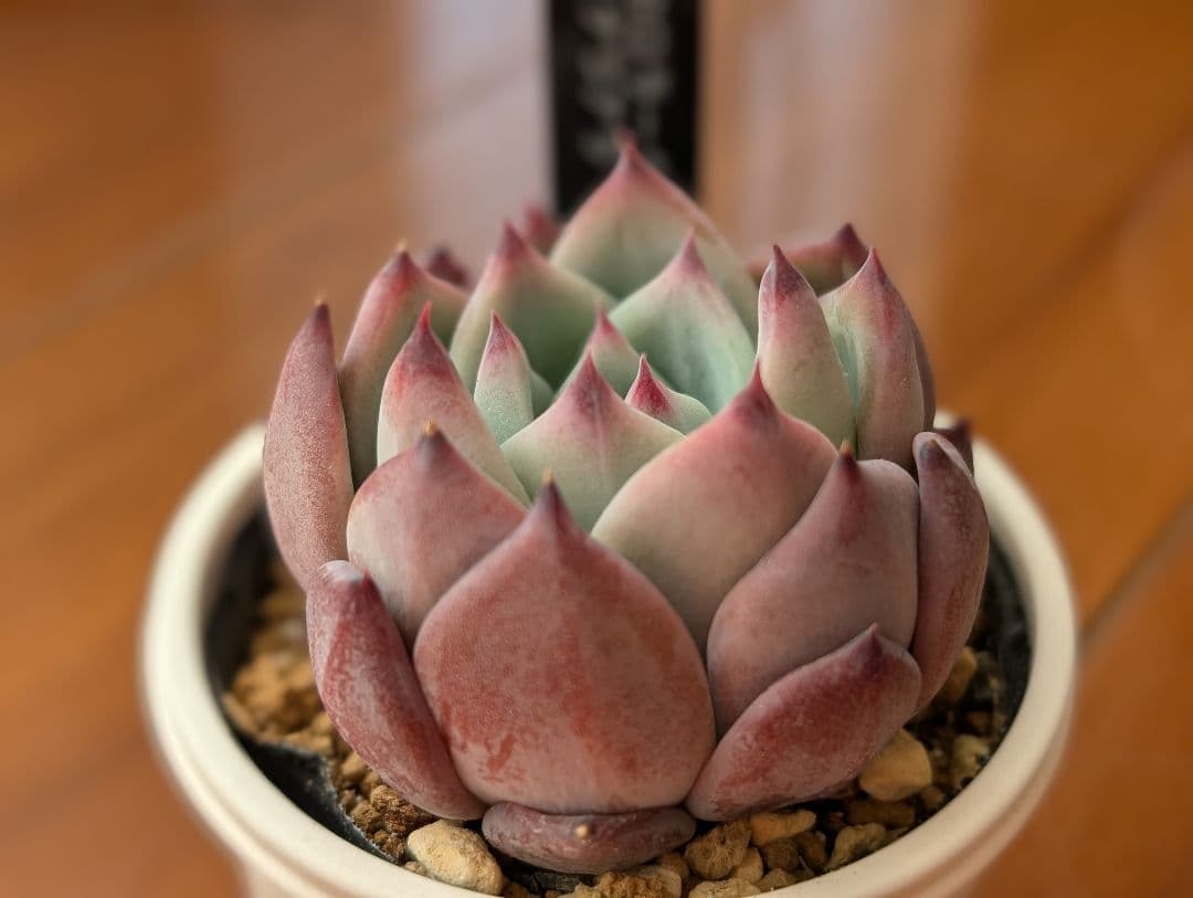 SSSさん苗 コロラータ（M実生）×ナウアラ 札付き 多肉植物