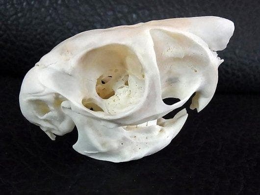 トビウサギ　Springhare　頭骨　※データ付属します