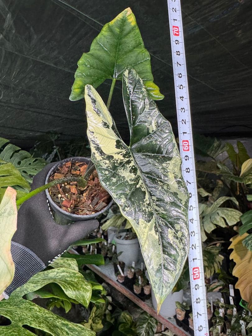 S39アロカシア　斑入り　美株　シンポ　送料込み