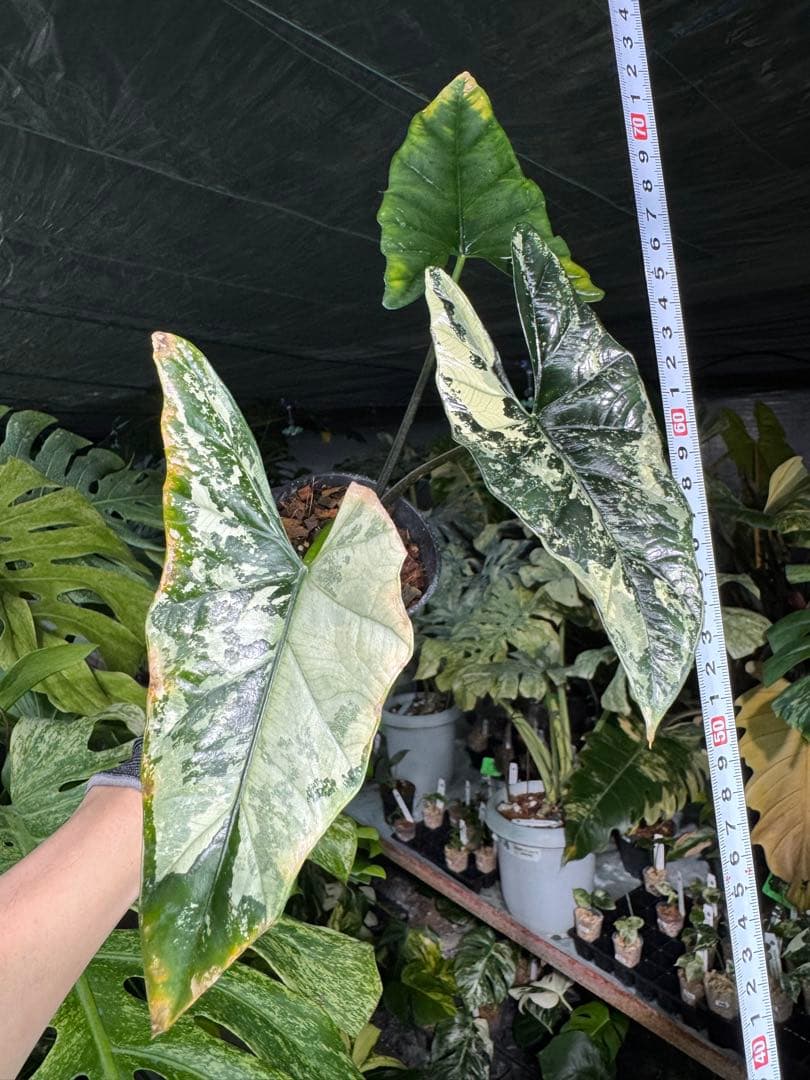 S39アロカシア　斑入り　美株　シンポ　送料込み