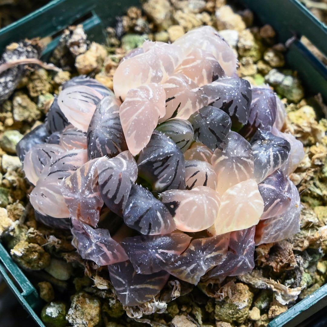 ハオルチア 紅雫錦 極上斑 親株サイズ