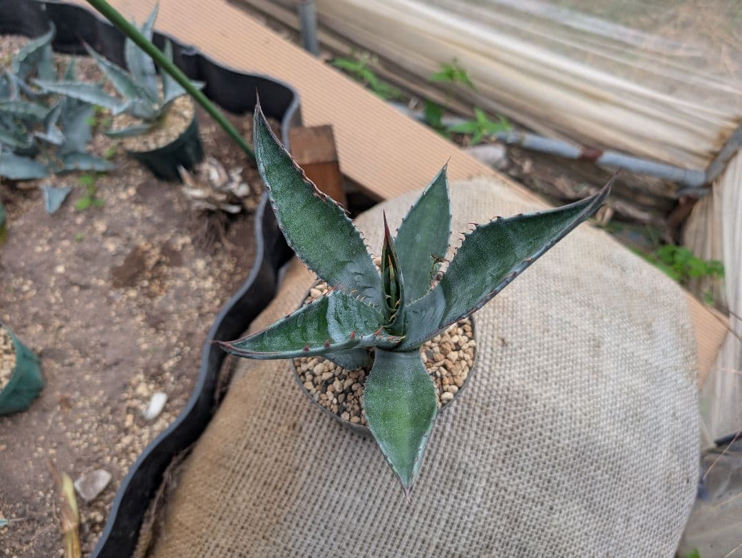 ごくうさま確認用　パラサナ　実生株