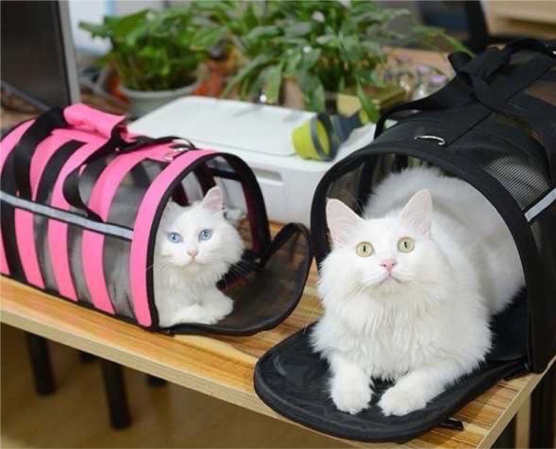 セール　ペット　キャリーバッグ　避難 旅行 猫 犬 メッシュ 通気性 折り畳み式