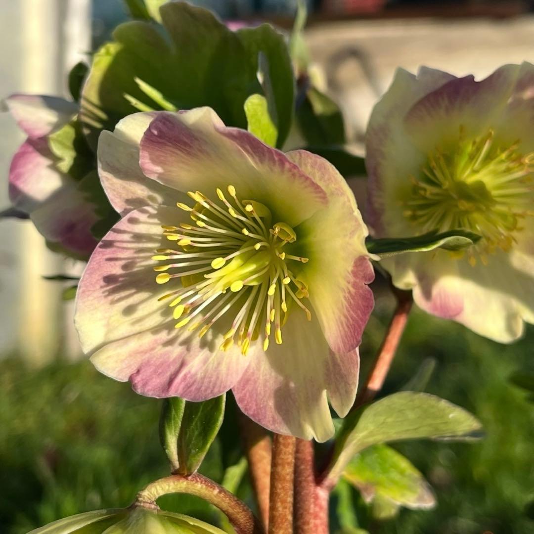 ま*い様 3461☘️超レア☘️ASHWOODIENSIS⭐️BRIAR ROS