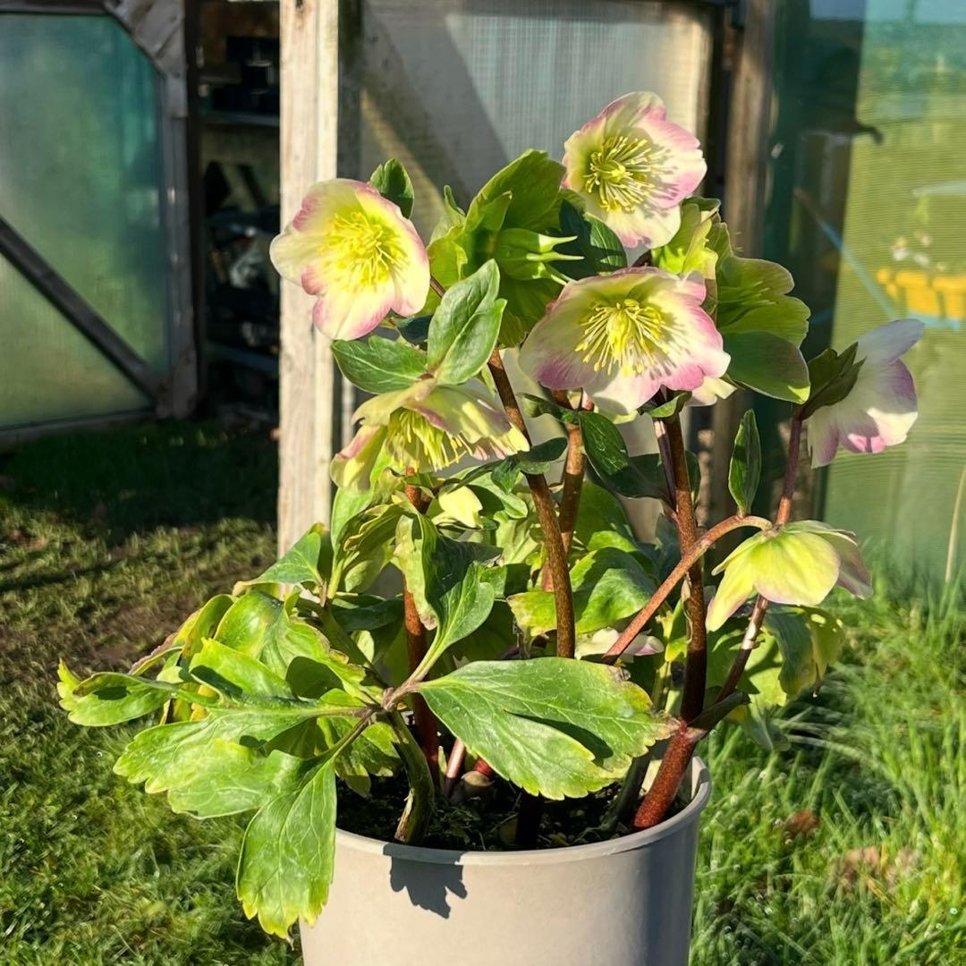 ま*い様 3461☘️超レア☘️ASHWOODIENSIS⭐️BRIAR ROS