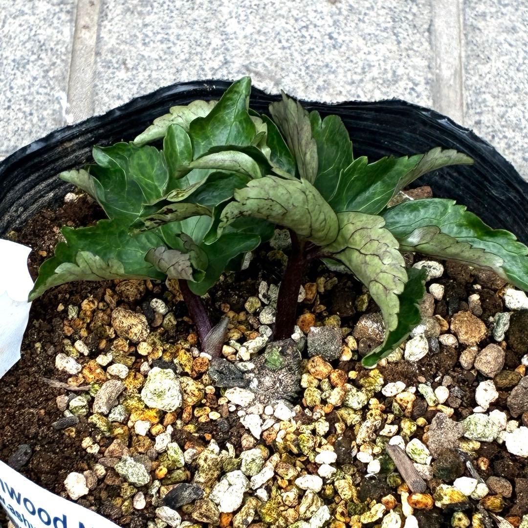 ま*い様 3461☘️超レア☘️ASHWOODIENSIS⭐️BRIAR ROS