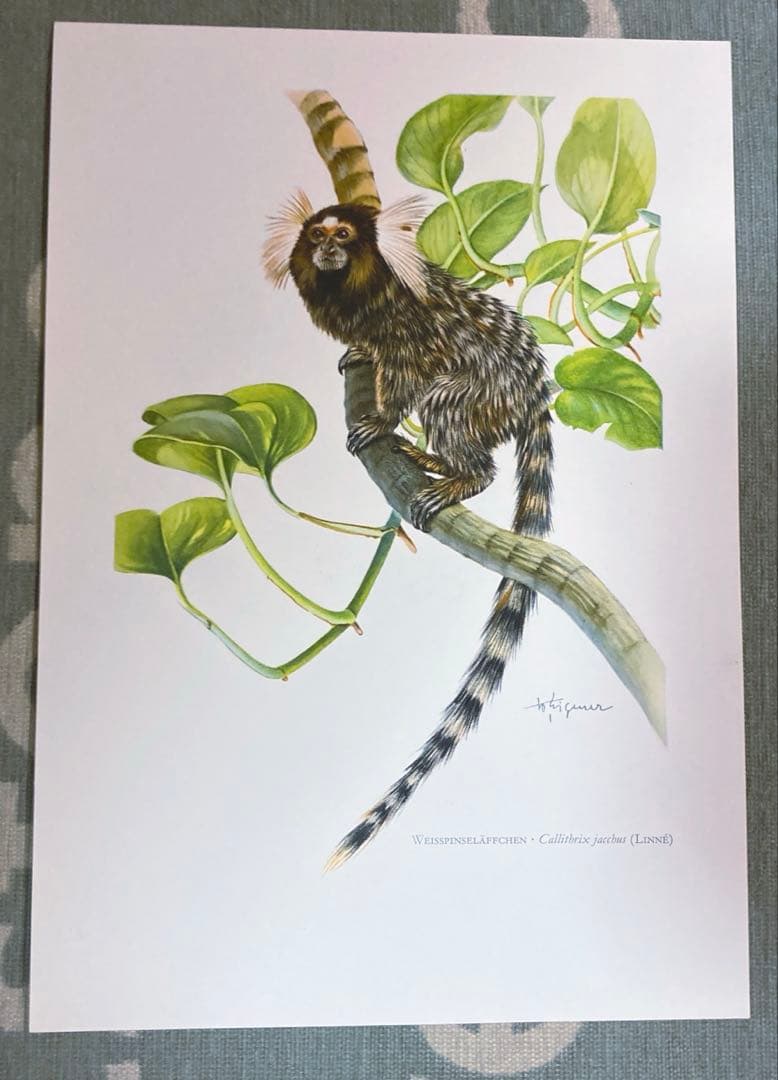 博物図鑑　1958年（ドイツ）図版、 160枚のボタニカルアートBOX