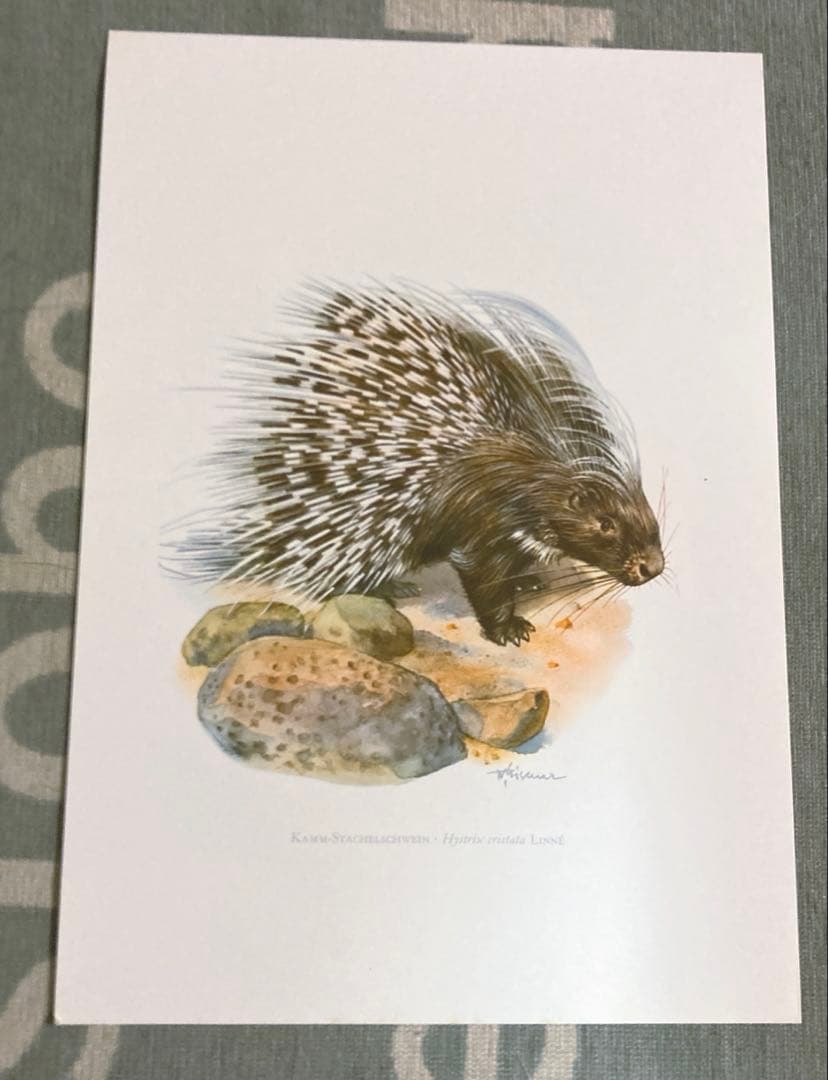 博物図鑑　1958年（ドイツ）図版、 160枚のボタニカルアートBOX