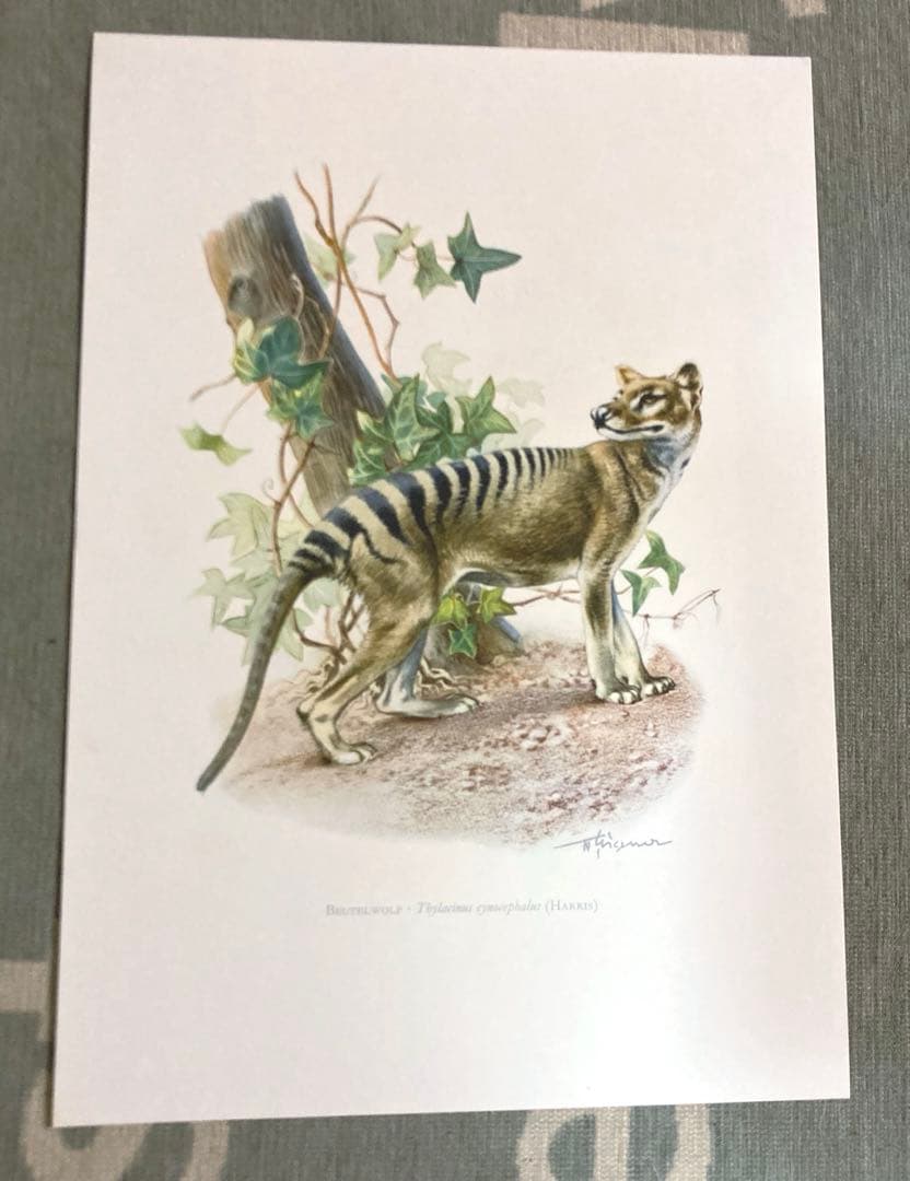 博物図鑑　1958年（ドイツ）図版、 160枚のボタニカルアートBOX