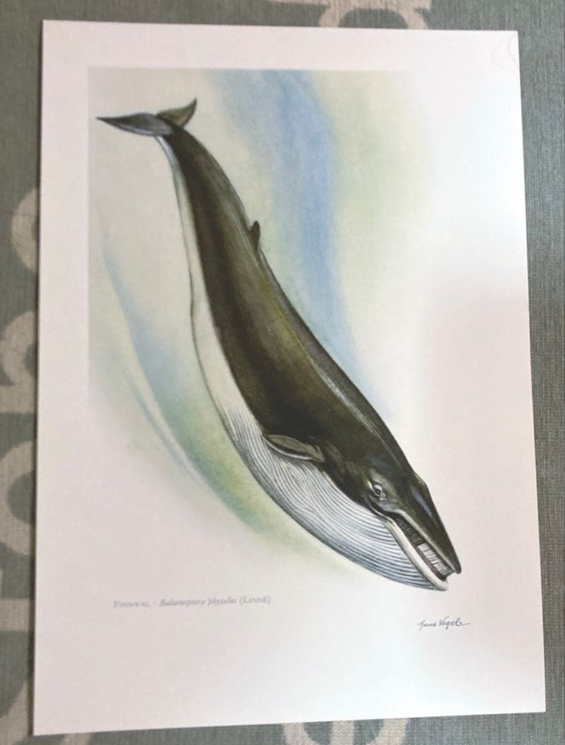 博物図鑑　1958年（ドイツ）図版、 160枚のボタニカルアートBOX