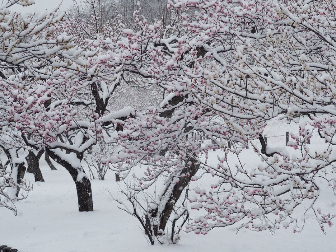 Olympus Zuiko Digital 50-200/2.8-3.5フード付