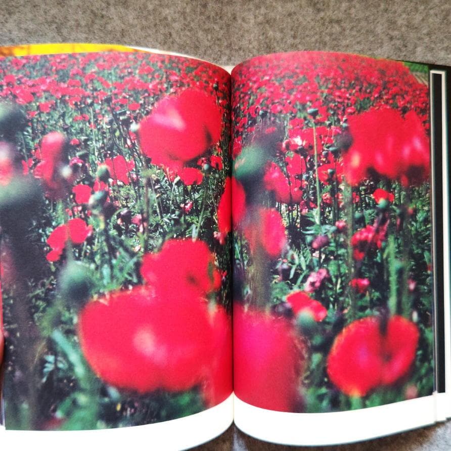 ◆古本◆蜷川実花サイン入り◆ノワール◆女性写真家、映画監督◆蜷川幸雄の娘