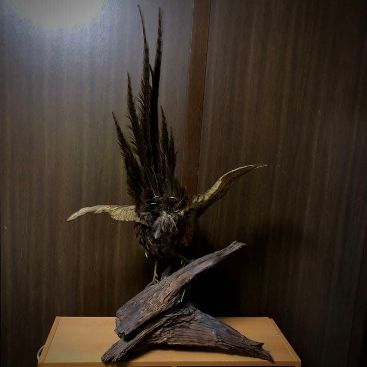 雉 コウライキジ 鳥 剥製 骨董品 芸術品 因縁物