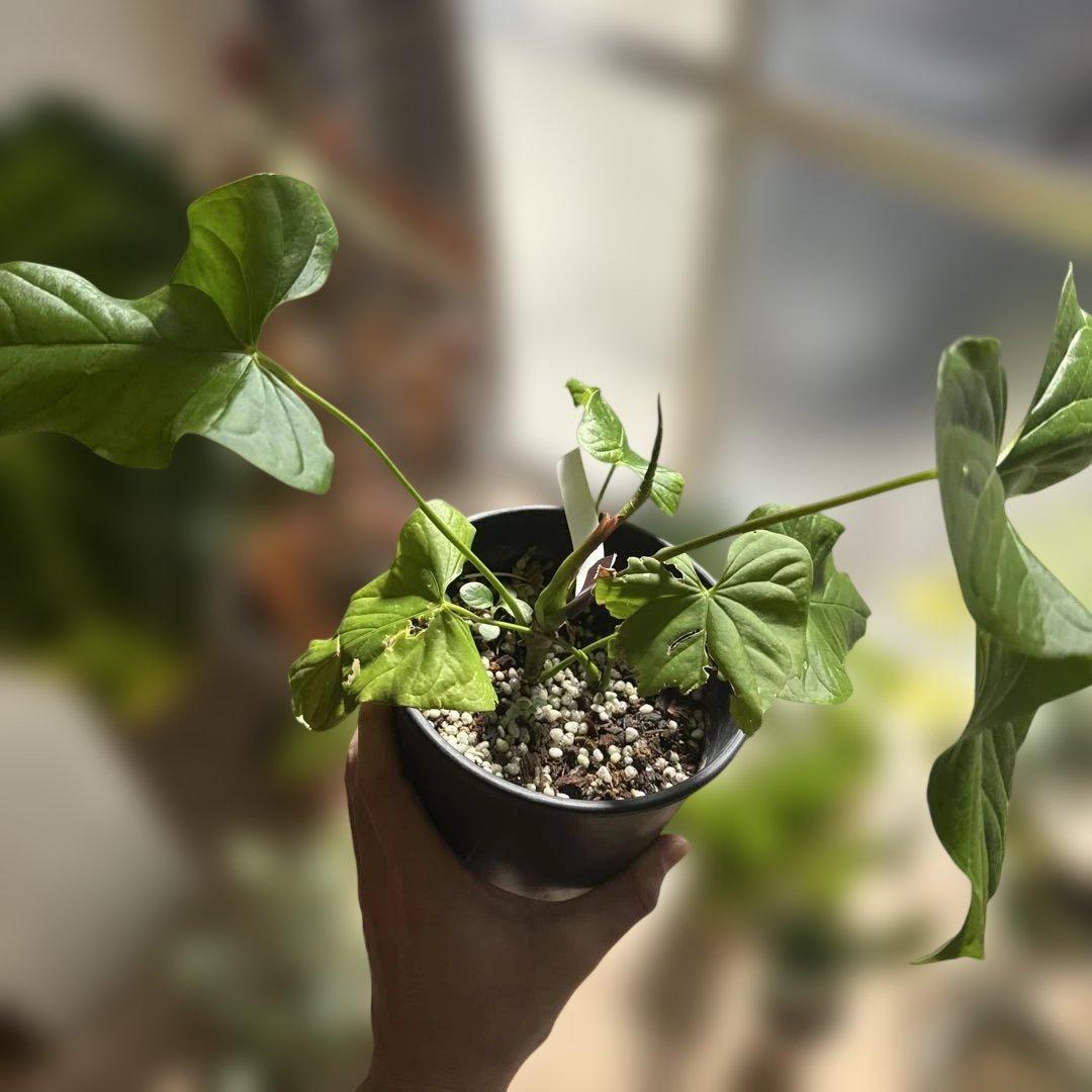 【希少種】アンスリウム・グイルディンキーAnthurium guildingii