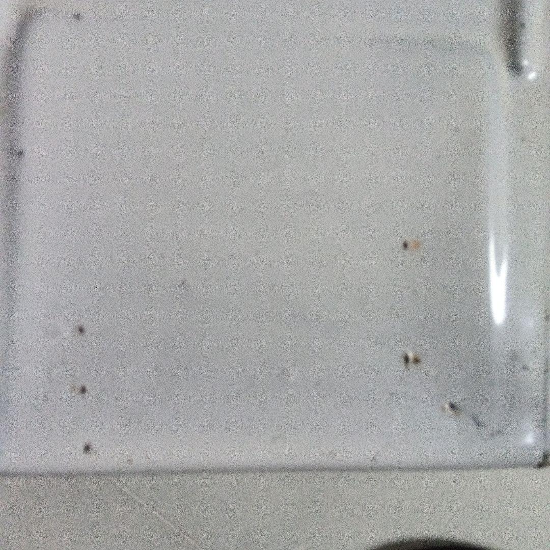 セル缶　イギリスアンティーク琺瑯