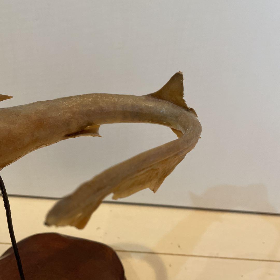 ★希少★ サメ(メジロザメ)の剥製