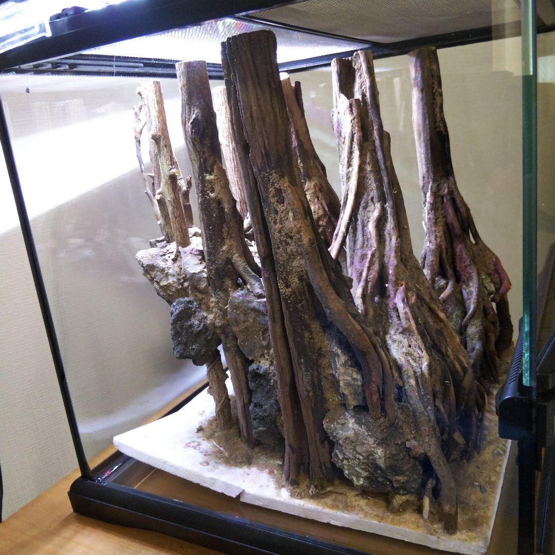 【受注生産】グラステラリウム3030　イモリウム　苔テラリウム　アクアテラリウム