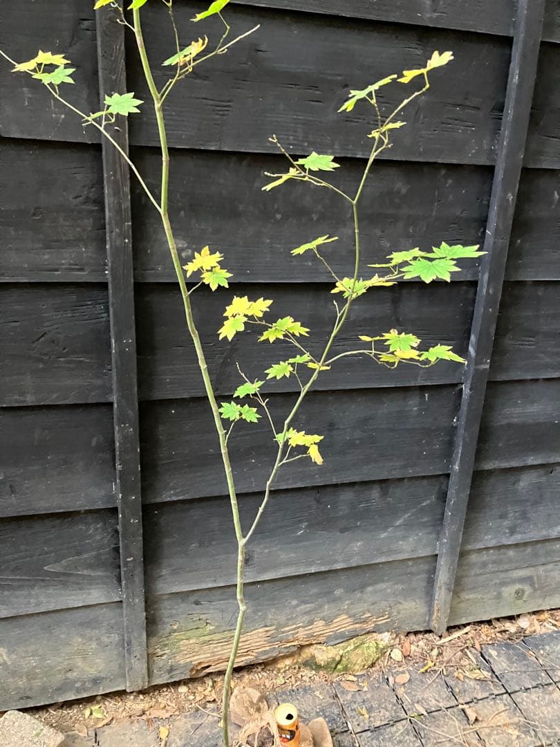 203 山採り　コハウチワカエデ