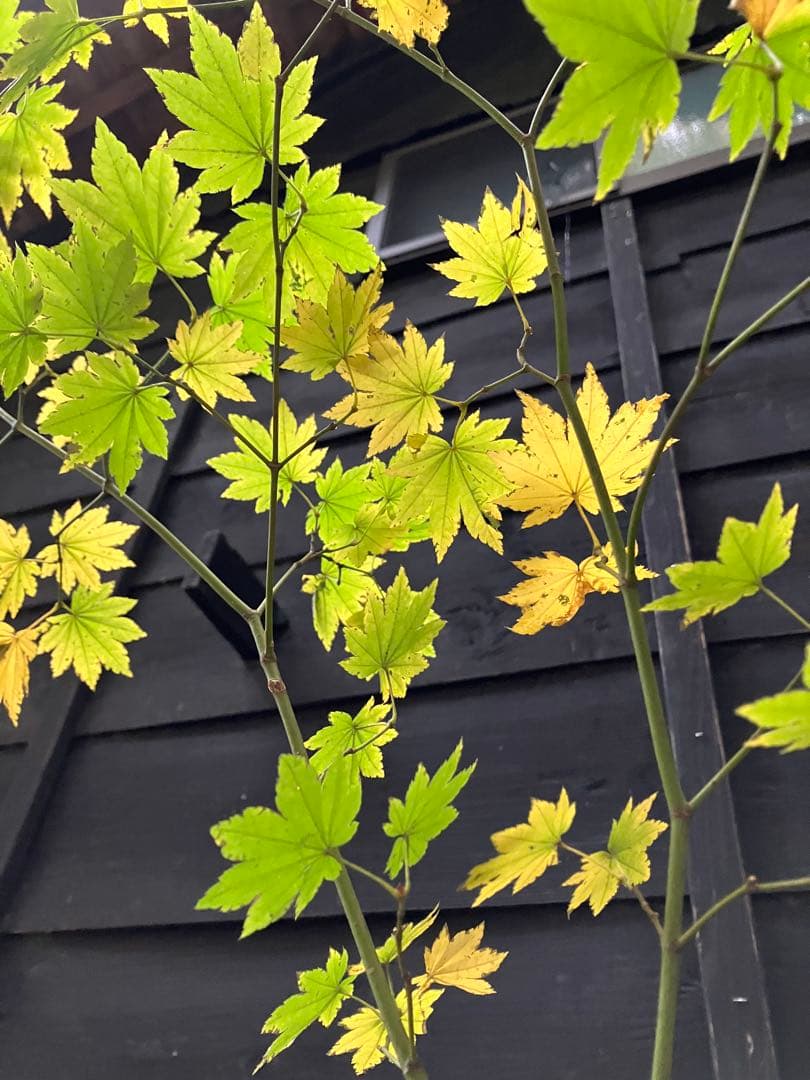 203 山採り　コハウチワカエデ