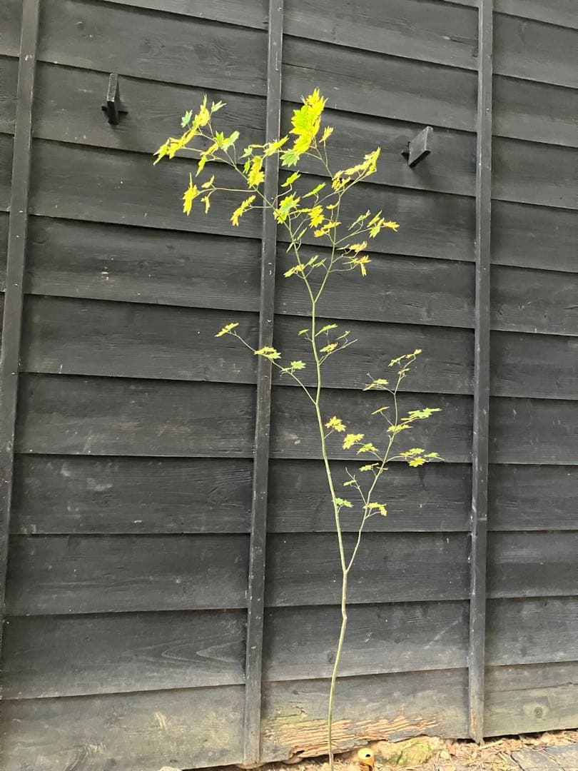 203 山採り　コハウチワカエデ