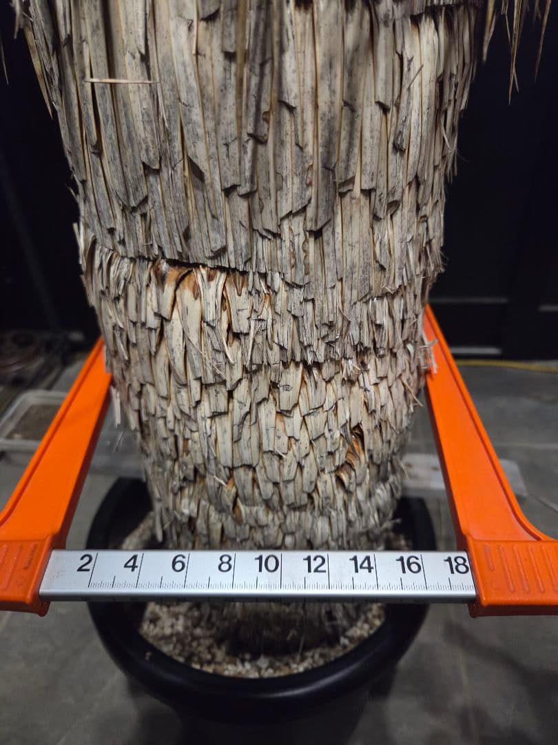 専用、セット、リピ、特割ユッカロストラータ 大、太株 (つ)濃厚ブルー葉