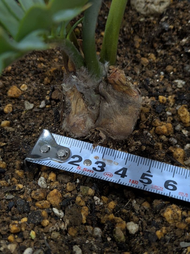 エンセファラルトス　ホリダス　【南アフリカ産】