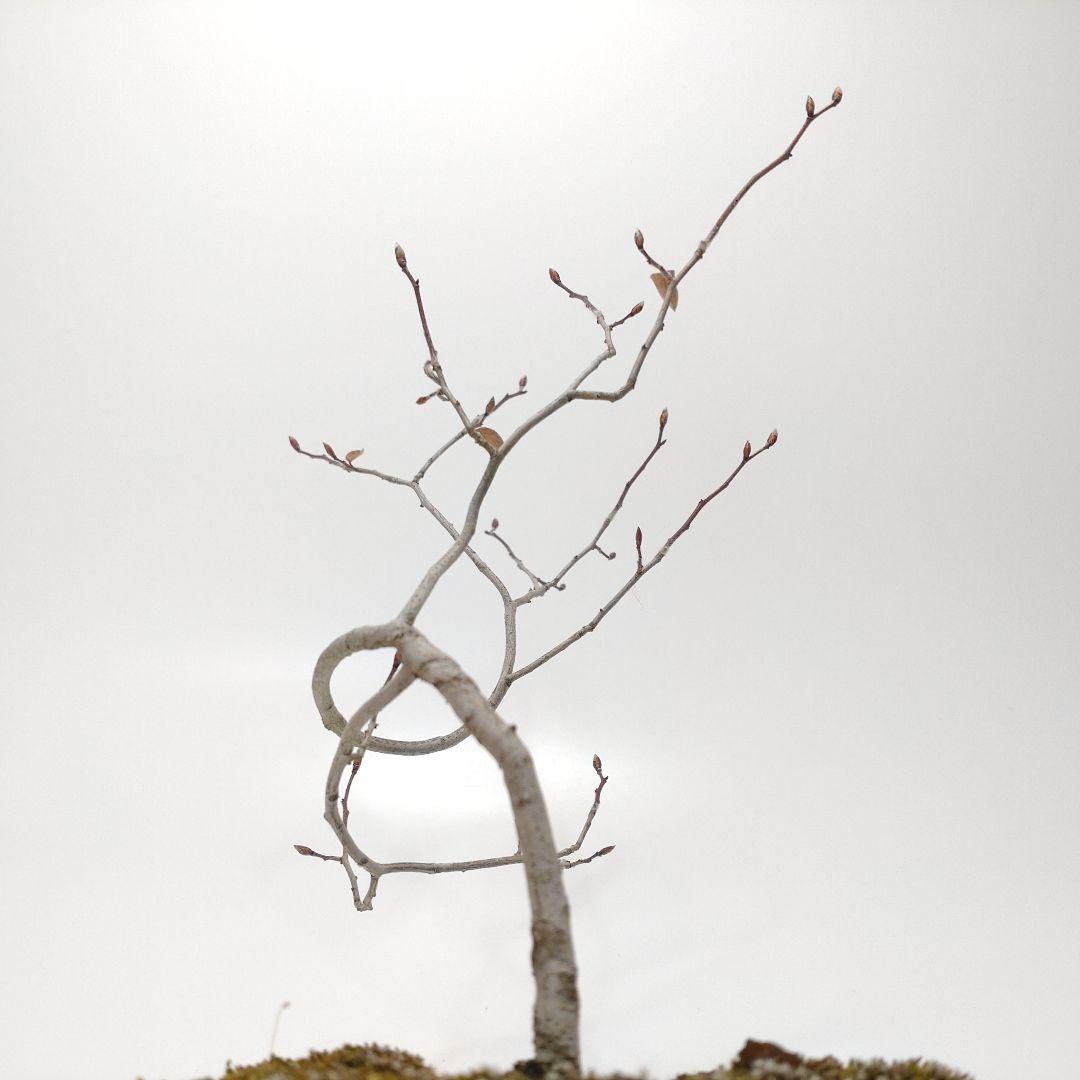 寒樹ヤマコウバシ盆栽 SS015