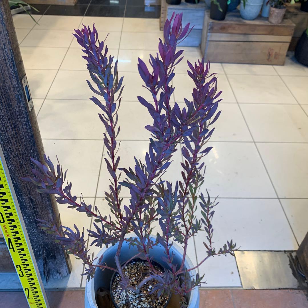 リューカデンドロン エイミー ファイバー鉢