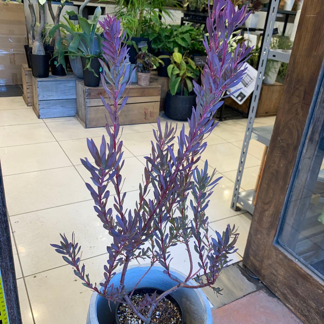 リューカデンドロン エイミー ファイバー鉢