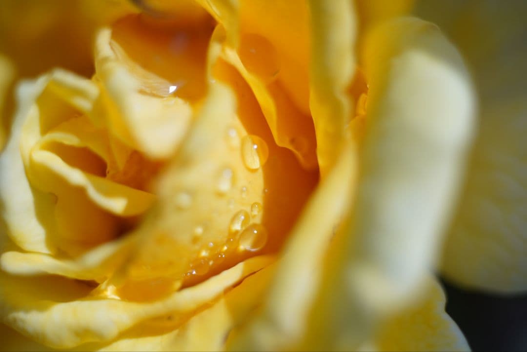 【分解清掃済】CONTAX S-Planar 60mm f2.8 Pフィルター付