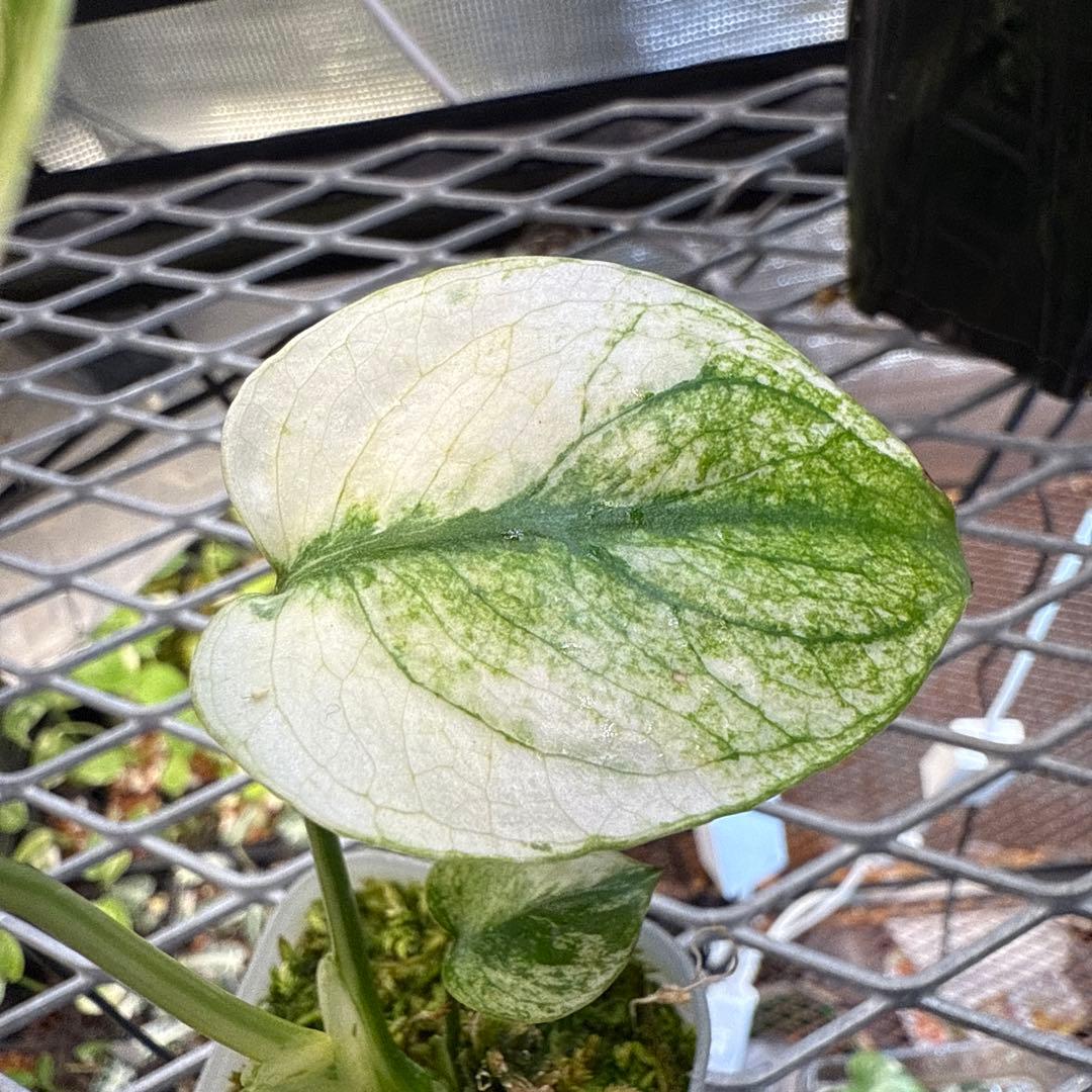 格安 極上 モンステラ サイアムミント