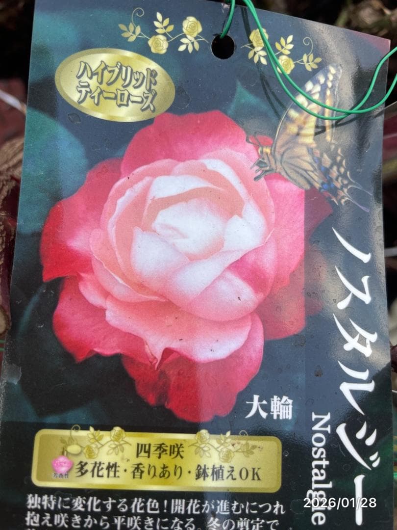 四季咲き　バラ　15株