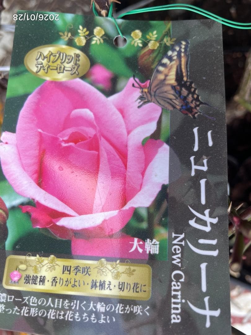 四季咲き　バラ　15株