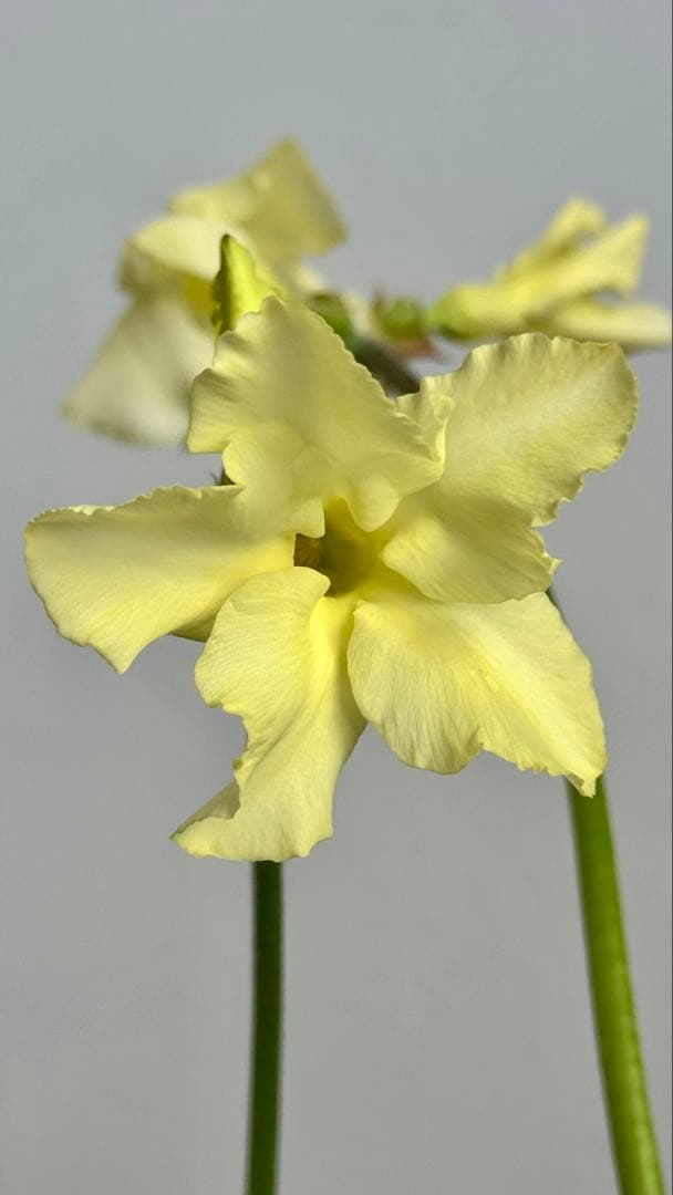 パキポディウム イノピナツム　発根済み　コレクション株　巨大イノピナツム