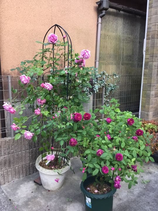 ♡M 様ご確認用です♡